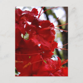 Cartão Postal Flores de Azalea Vermelha