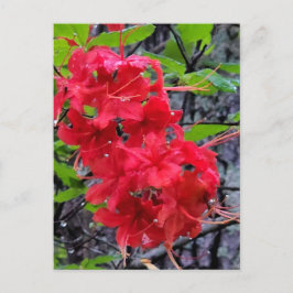 Cartão Postal Flores de Azalea Vermelha