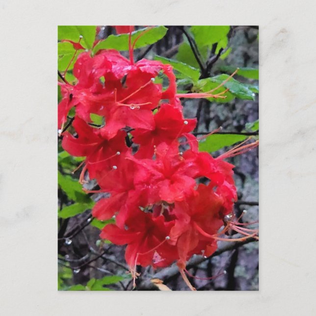 Cartão Postal Flores de Azalea Vermelha (Frente)