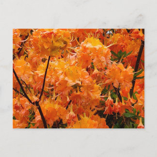 Cartão Postal Flores de Azaléia Flame
