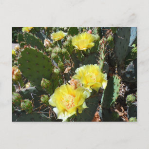 Cartão Postal Flores de Cacto