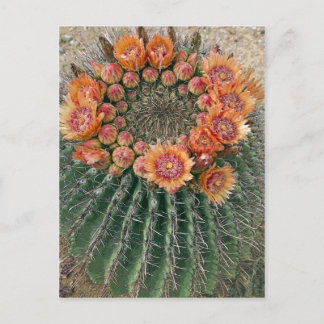 Cartão Postal Flores de Cacto 002d