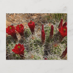 Cartão Postal Flores de cacto Claret Cup 2