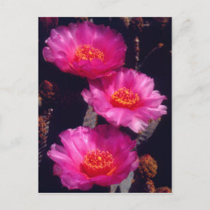 Cartão Postal Flores de Cactus Beavertail 2