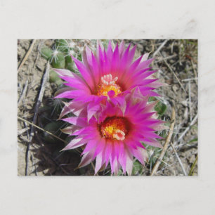 Cartão Postal Flores de Cactus Bola F5 "Escobaria vivipara"