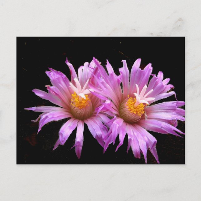 Cartão Postal Flores de Cactus no Cartão-postal (Frente)
