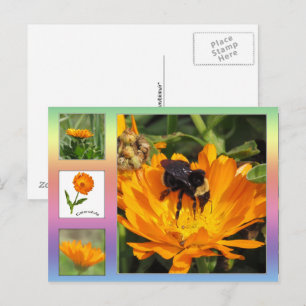 Cartão postal – Flores de Calêndula Laranja