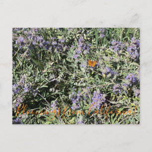 Cartão Postal Flores de Califórnia: Bee's Bliss Sage