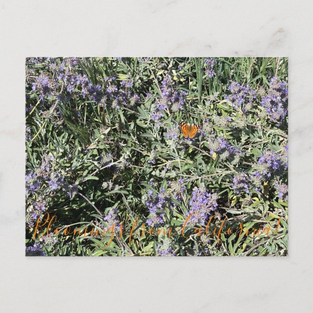 Cartão Postal Flores de Califórnia: Bee's Bliss Sage (Frente)