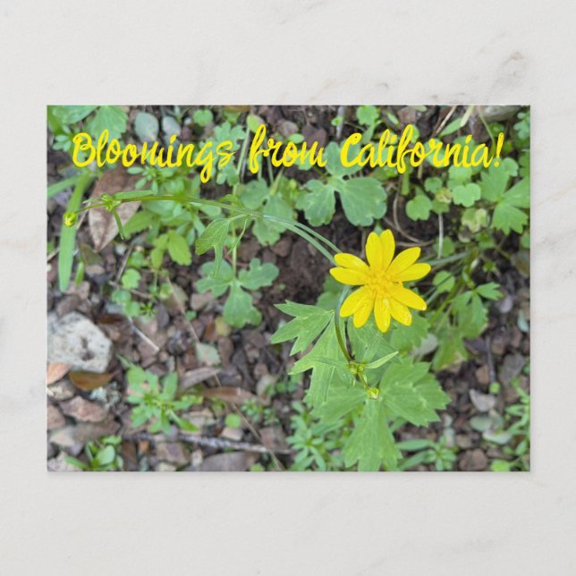 Cartão Postal Flores de Califórnia: Buttercup (Frente)