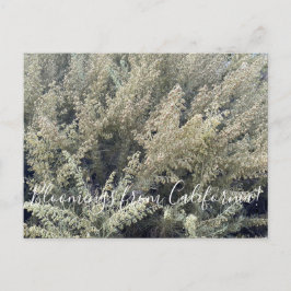 Cartão Postal Flores de Califórnia: California Sagebrush Po