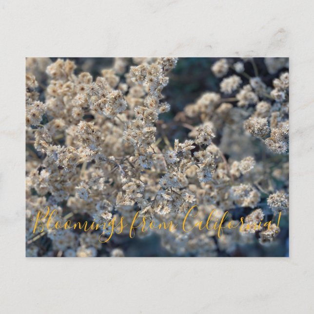 Cartão Postal Flores de Califórnia: Californiana Eterna  (Frente)