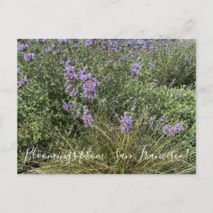 Cartão Postal Flores de Califórnia: Cleveland Sage