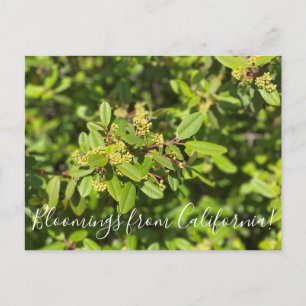 Cartão Postal Flores de Califórnia: Coffeeberry