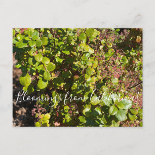 Cartão Postal Flores de Califórnia: Curral Evergreen