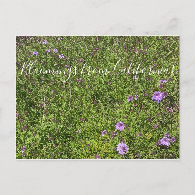 Cartão Postal Flores de Califórnia: De La Mina Verbena (Frente)