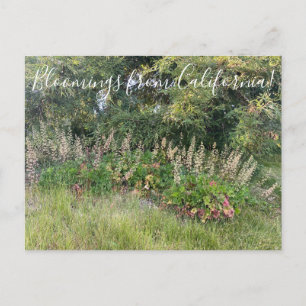 Cartão Postal Flores de Califórnia: Heuchera maxima Postcar