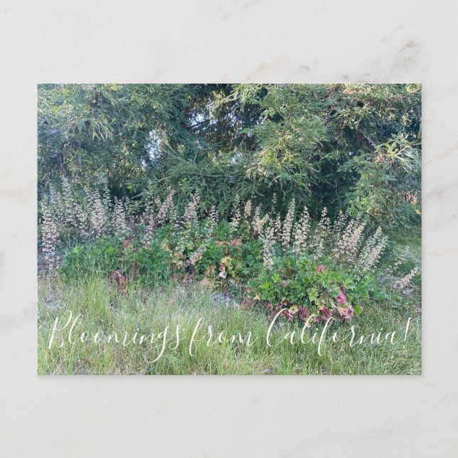 Cartão Postal Flores de Califórnia: Island Alum Root (Frente)