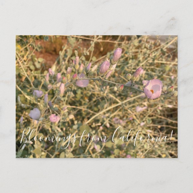 Cartão Postal Flores de Califórnia: Malva de Chaparral (Frente)