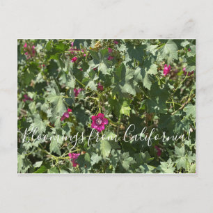 Cartão Postal Flores de Califórnia: Malva Rosa