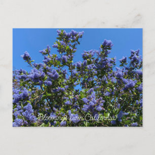 Cartão Postal Flores de Califórnia: Ray Hartman Ceanothus