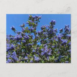 Cartão Postal Flores de Califórnia: Ray Hartman Ceanothus