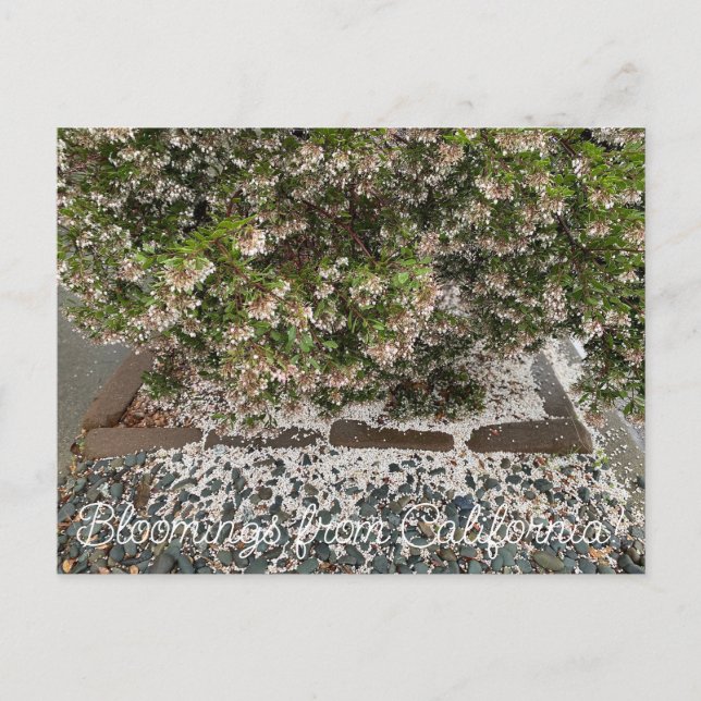 Cartão Postal Flores de Califórnia: Sentinel Manzanita (Frente)