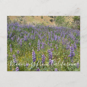 Cartão Postal Flores de Califórnia: Sky Lupines