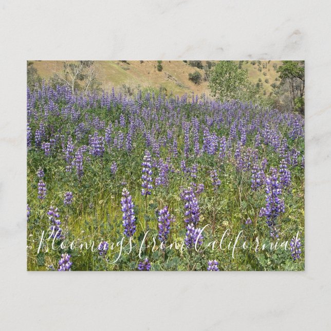 Cartão Postal Flores de Califórnia: Sky Lupines (Frente)