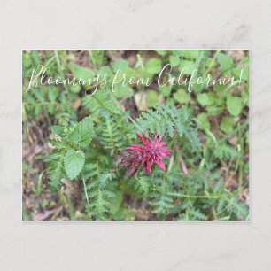 Cartão Postal Flores de California: Warrior's Plume