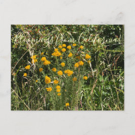 Cartão Postal Flores de Califórnia: Yarrow Dourado