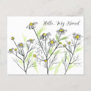 Cartão Postal Flores de Camomile Herb Olá Meu Amigo