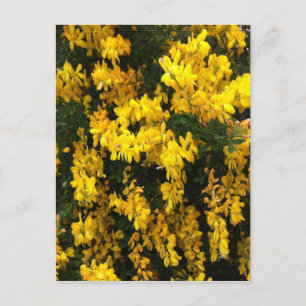 Cartão Postal Flores de campainha amarelas -- Australianas nativ