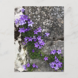 Cartão Postal Flores de Campanula Crescendo em uma Parede