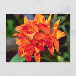 Cartão Postal flores de Cattleya laranja