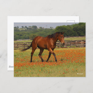 Cartão Postal Flores de Cavalo que Andam na Baía Thoroughgenek