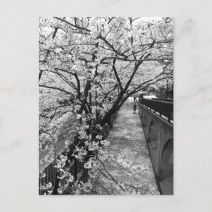 Cartão Postal Flores de Cerejeira: Rio Meguro, Tóquio