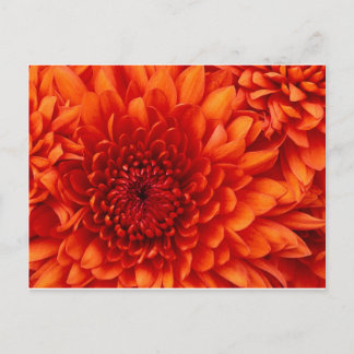 Cartão Postal Flores De Chrysanthemum