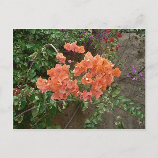 Cartão Postal Flores de cor laranja (Frente)