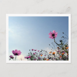 Cartão Postal Flores de Cosmos: Japão 