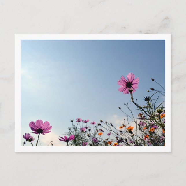Cartão Postal Flores de Cosmos: Japão  (Frente)