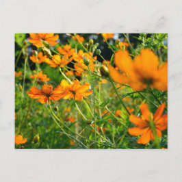 Cartão Postal Flores de Cosmos Laranja