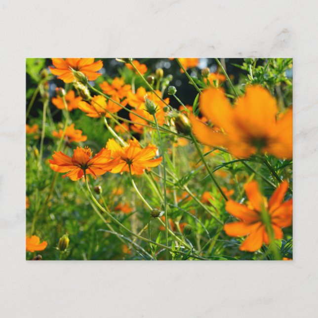Cartão Postal Flores de Cosmos Laranja (Frente)