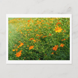 Cartão Postal Flores de Cosmos Laranja: Japão