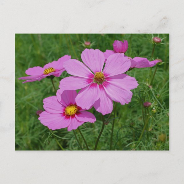 Cartão Postal Flores De Cosmos Rosa Ao Sol (Frente)