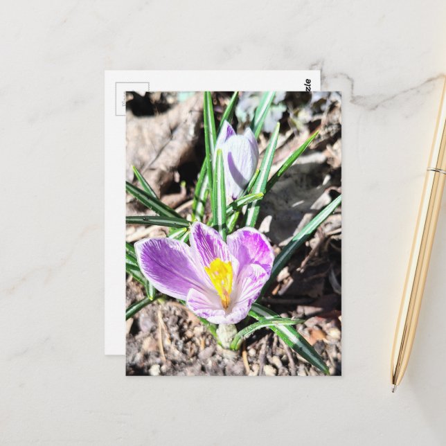 Cartão Postal Flores de Crocus Roxo (Frente/Verso In Situ)