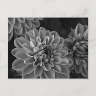 Cartão Postal Flores de Dahlia (preto e branco)