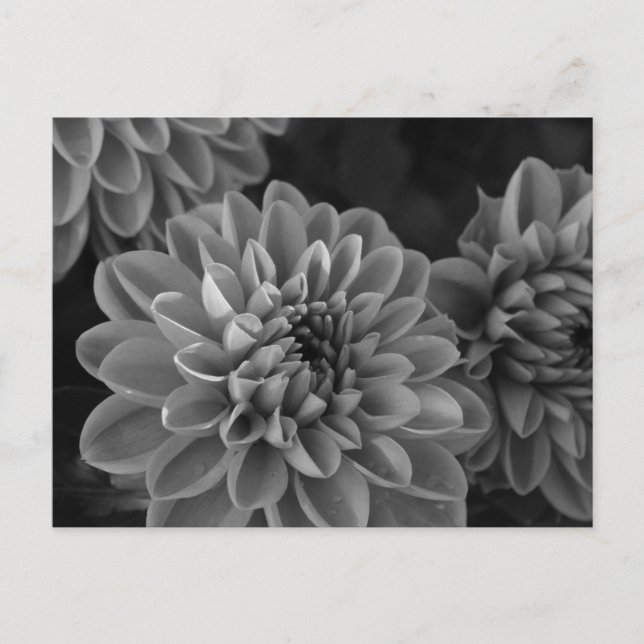 Cartão Postal Flores de Dahlia (preto e branco) (Frente)