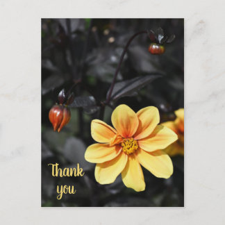 Cartão Postal Flores de Dália Amarela em Wisley Gardens Obrigado