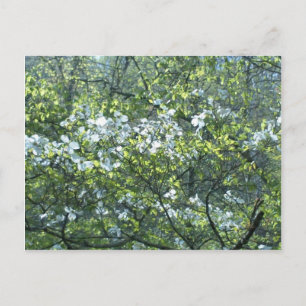 Cartão Postal flores de dogwood branco da primavera